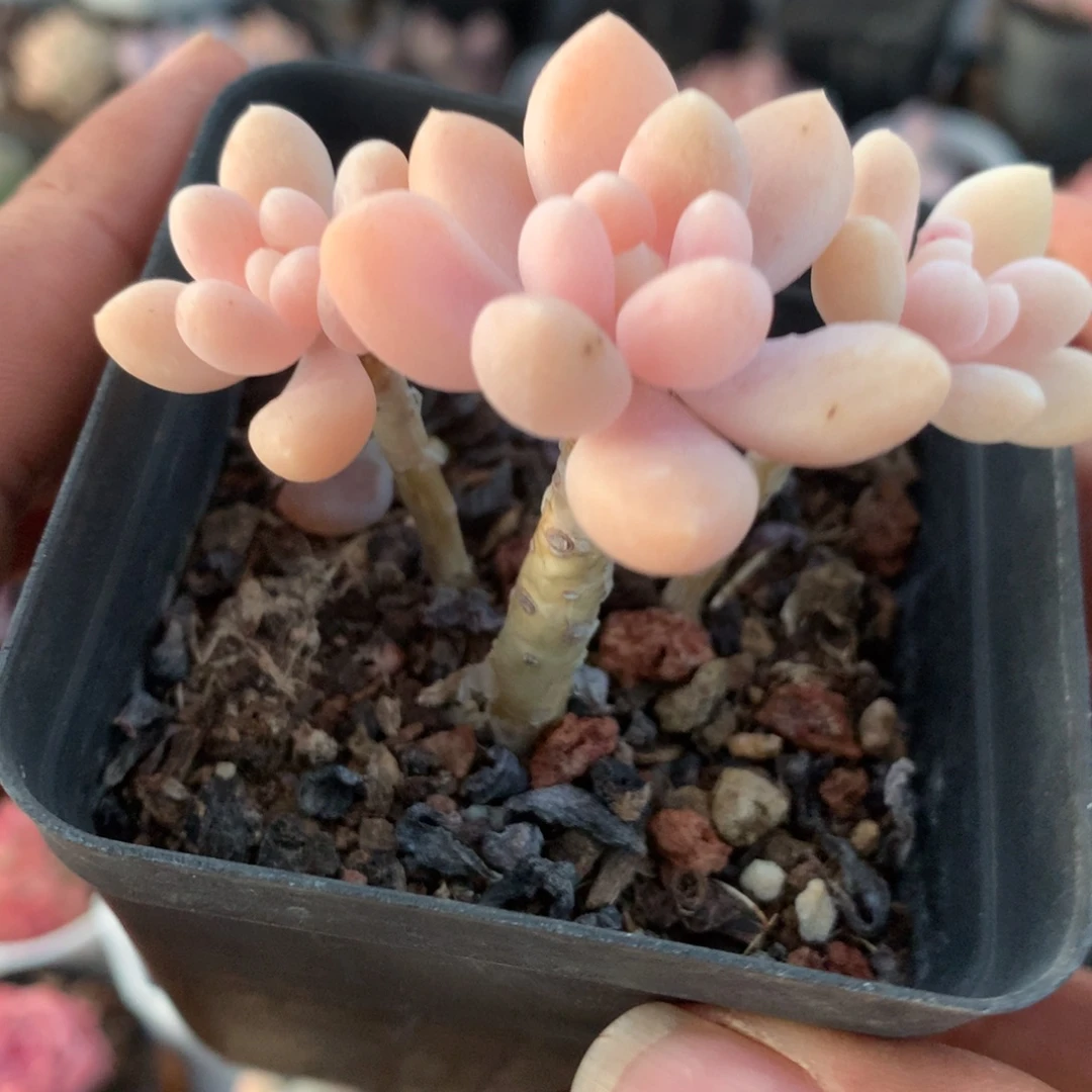 达芙妮多肉一物一拍