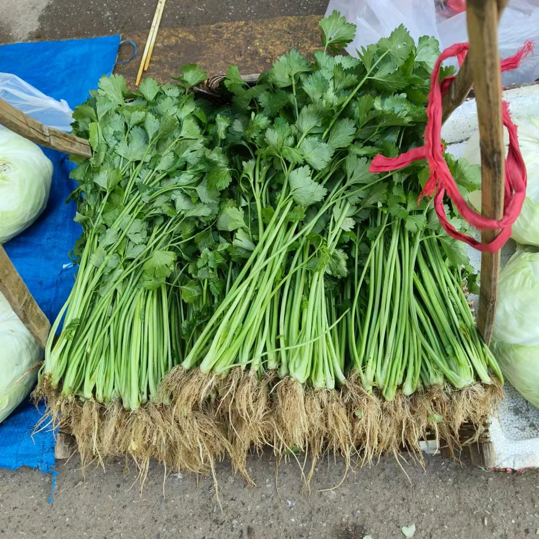 【5斤5捆】农家芹菜自然生长 菜香味比大棚菜更香 生长时间长菜更浓