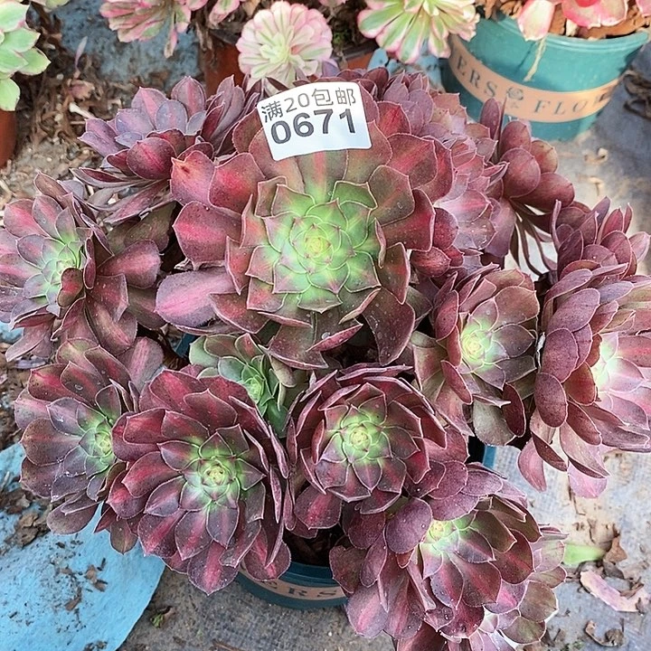 0671 一颗青城中班法师