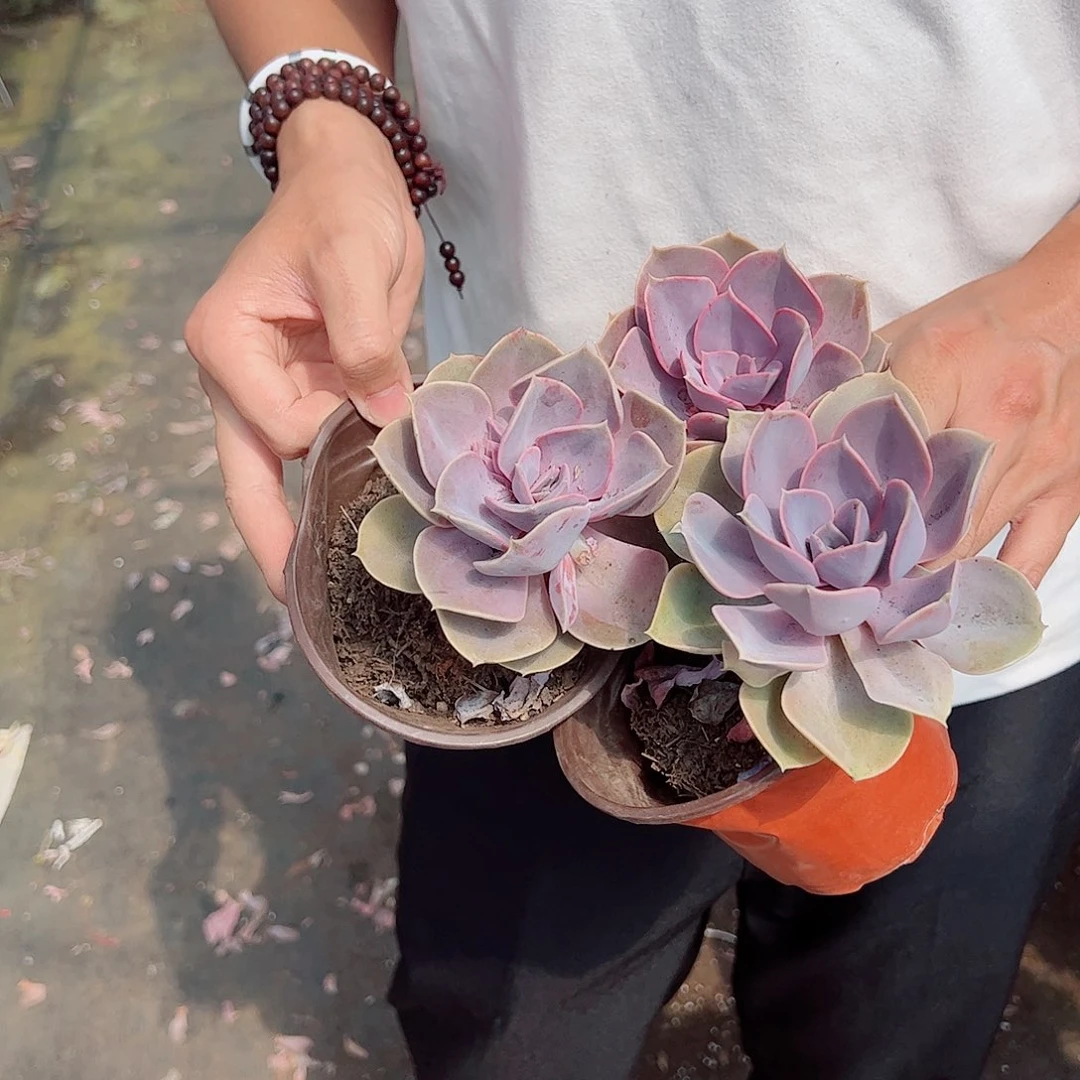 紫珍珠大单头小老桩三盆