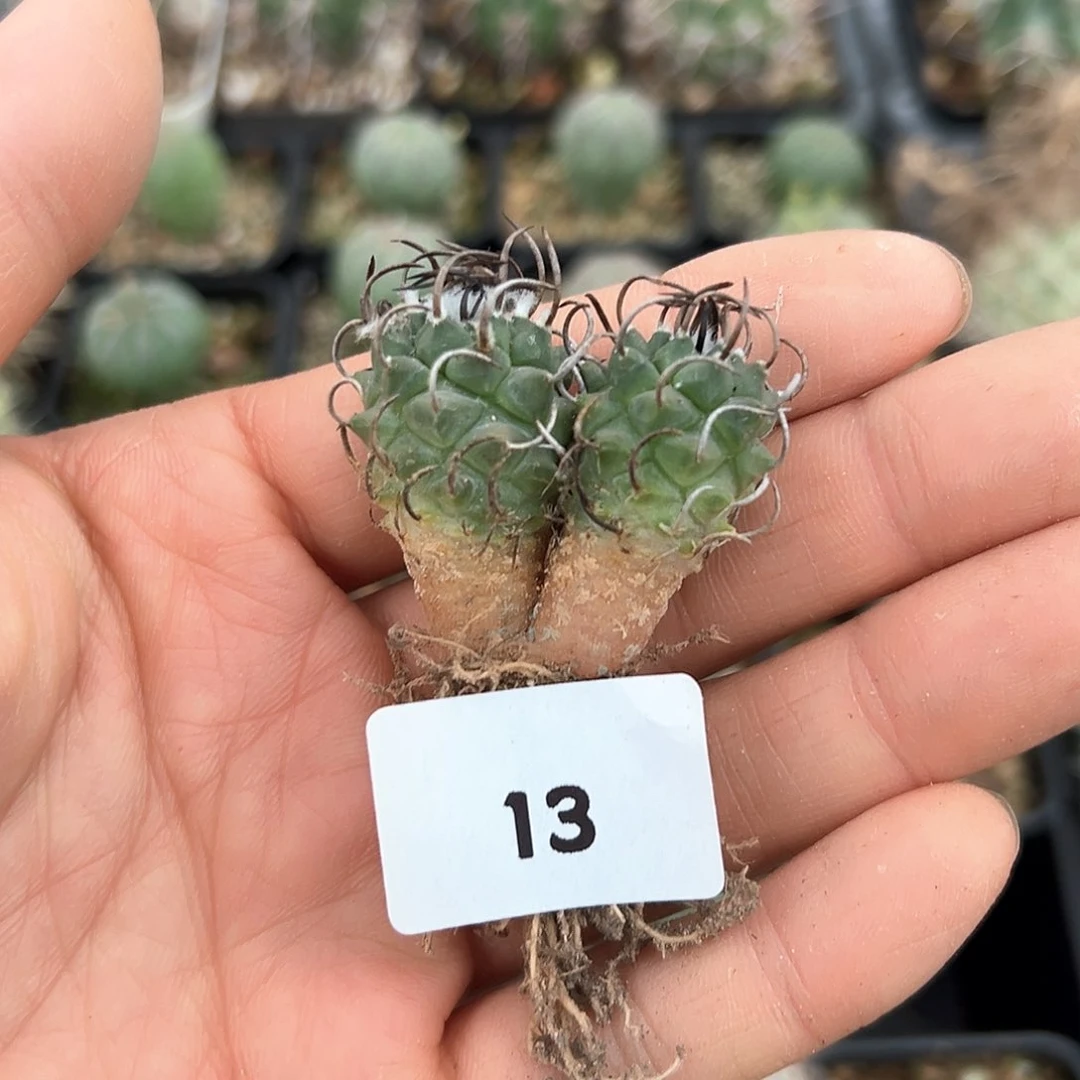 升云龙，仙人球，实生，