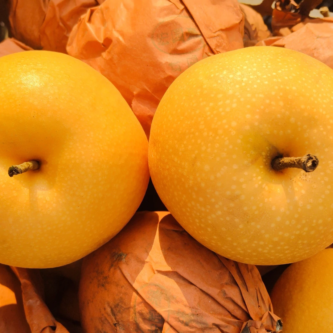 新鲜自己家种的秋月梨单果5两以上皮薄无渣核小酥甜多汁京东发货礼盒装净重5斤以上