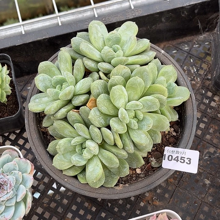 阿雅园艺。         453百达翡翠