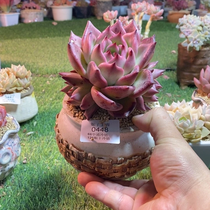 0448啊啊啊啊啊啊啊啊啊啊啊