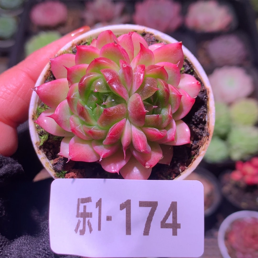 乐然 1-174 碧砚双心