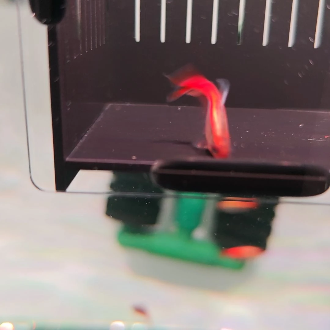 灯科鱼白金红HY（带黑点）