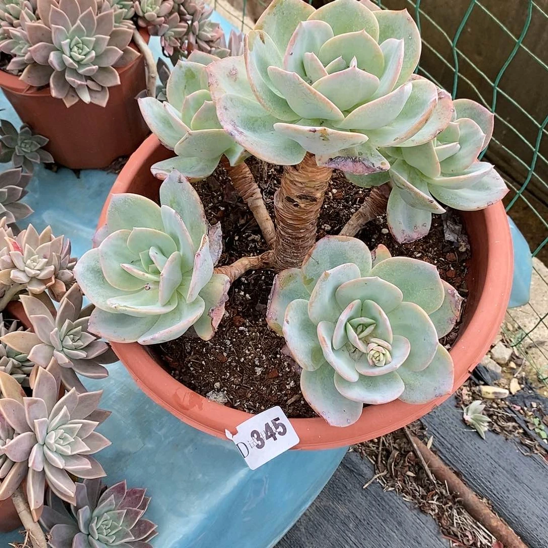 许****花345白凤多肉植物
