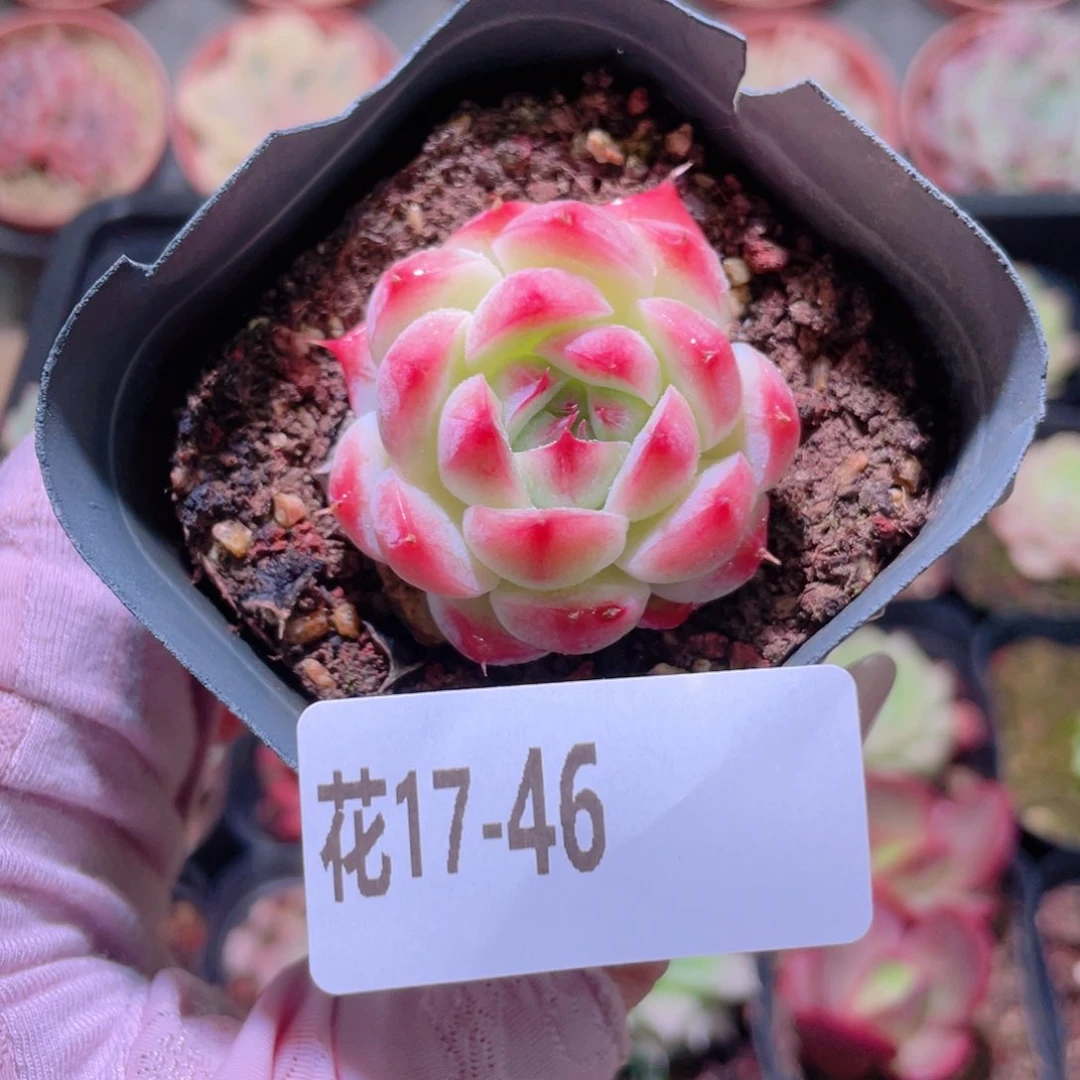 花利美17-46新品单头