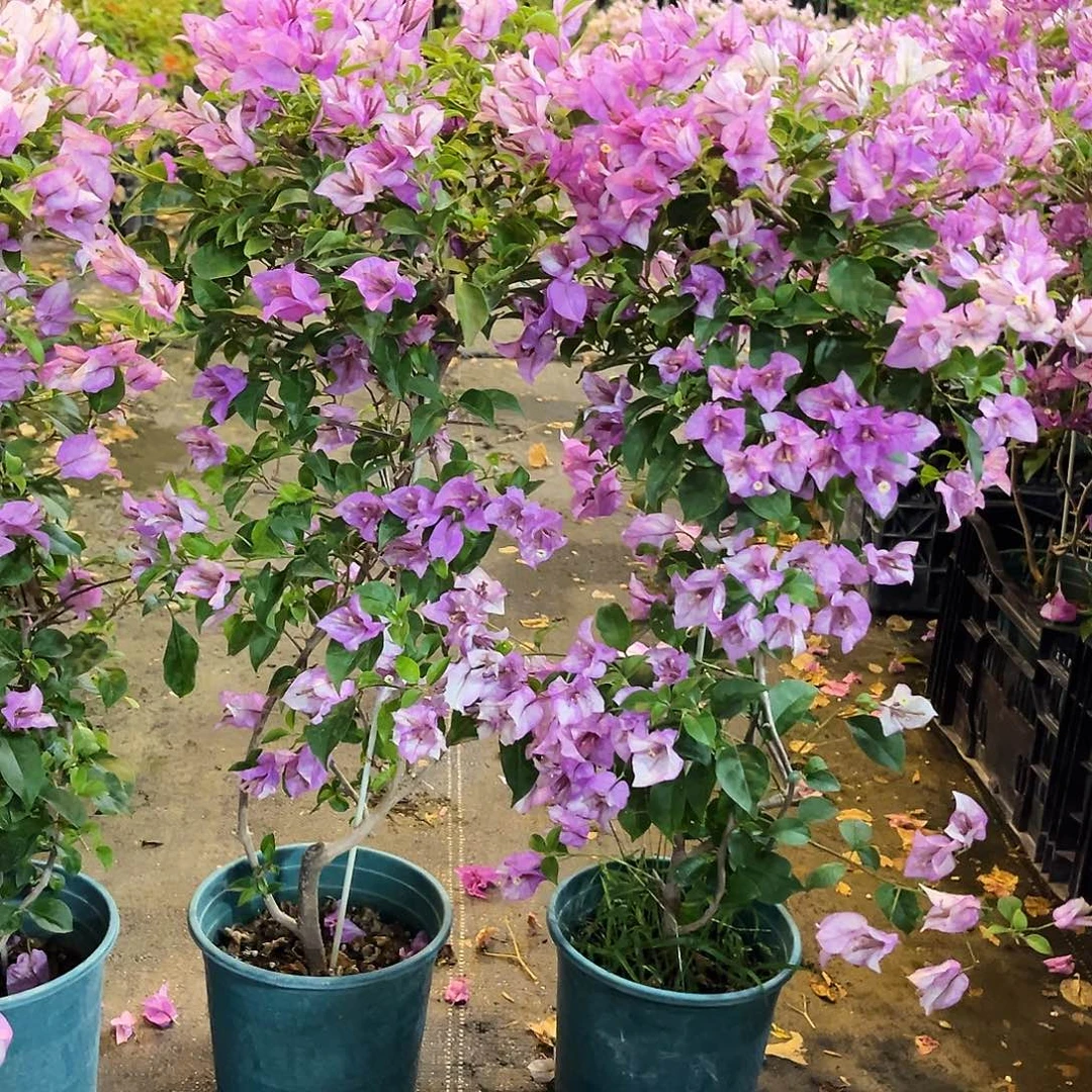 大部分花苞少量开放雪紫带竹一颗