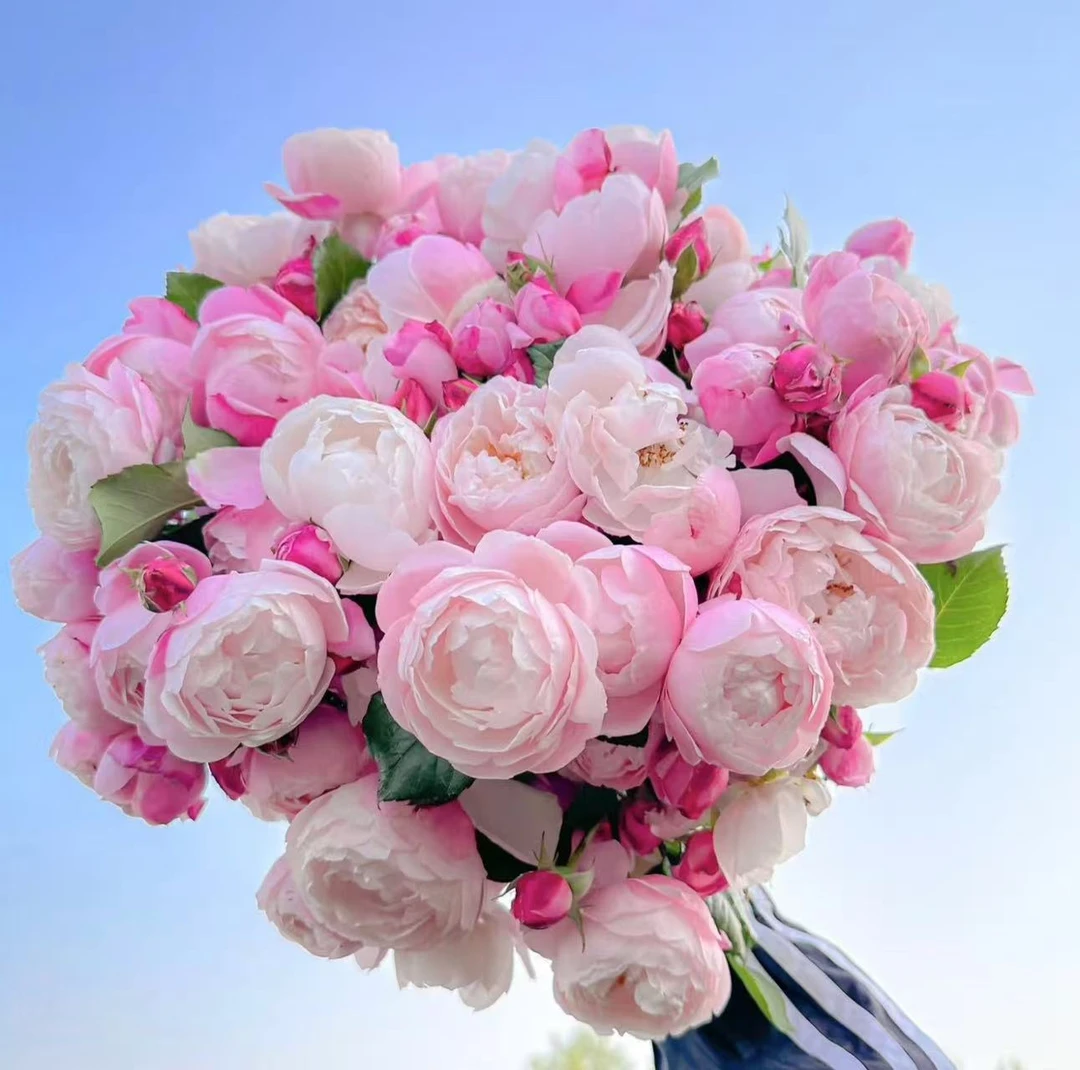 羽毛大苗浓香月季