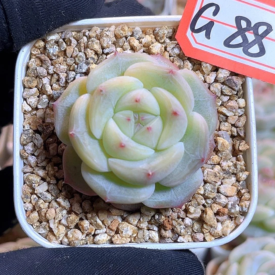 G88一物一拍 极光