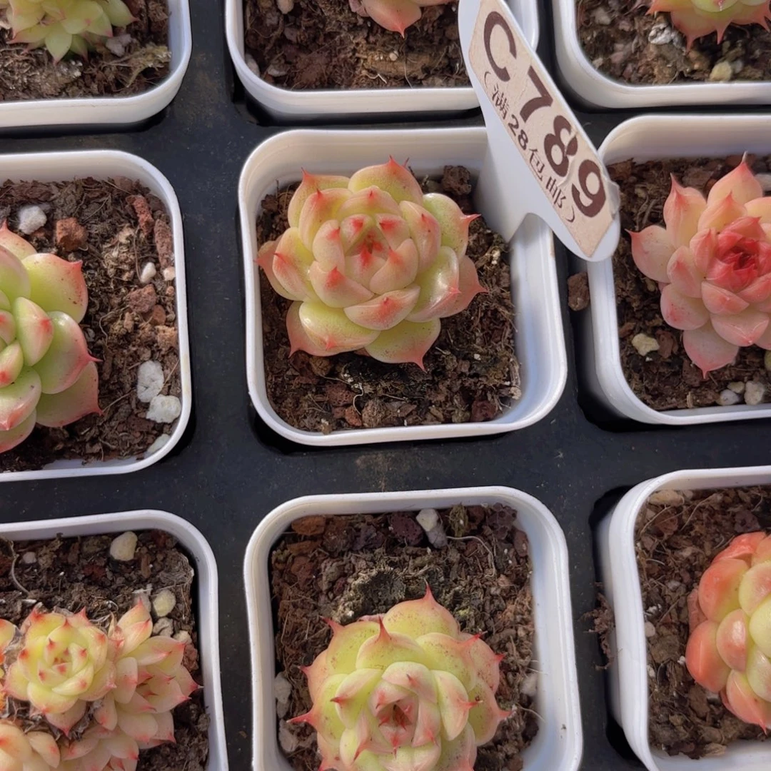 C789睫毛珍妮一物一拍