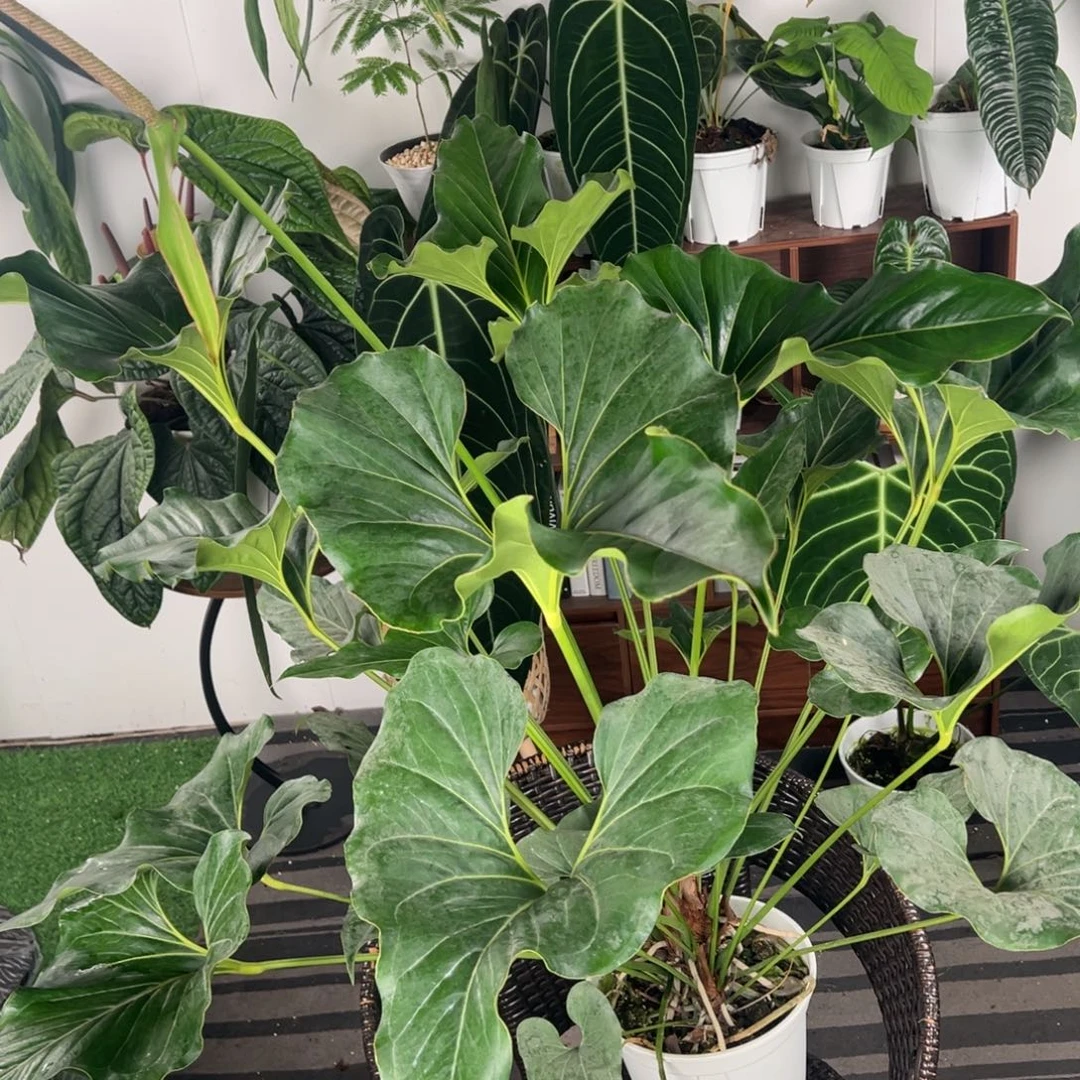 完全开放巨人花烛整高带花剑1.45米，