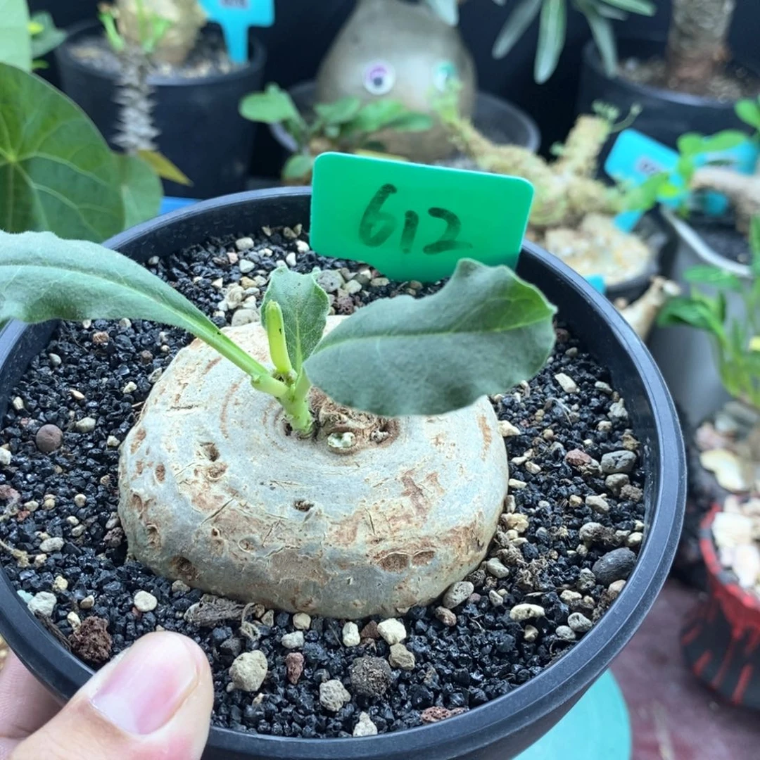 龙卵窟多肉植物一个