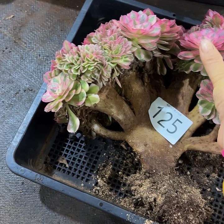 ****丁多肉植物福利125个