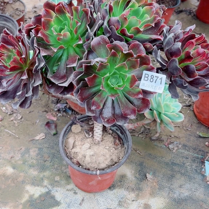 春***开871欧若拉万状多肉植物