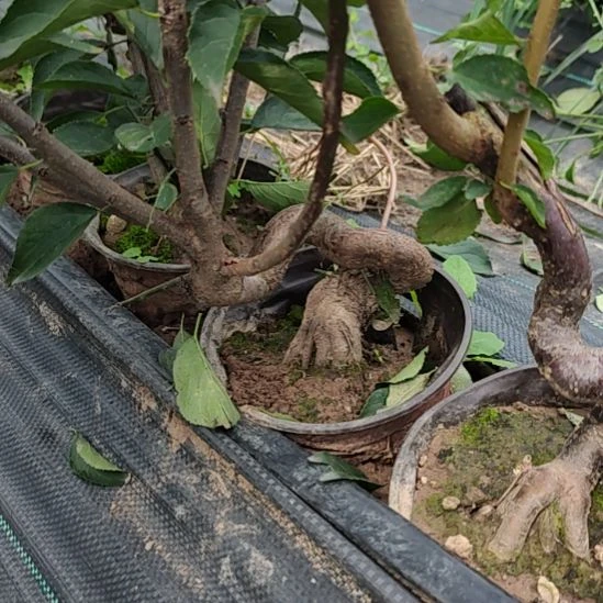 每***好无花朵梅花盆景精品造型