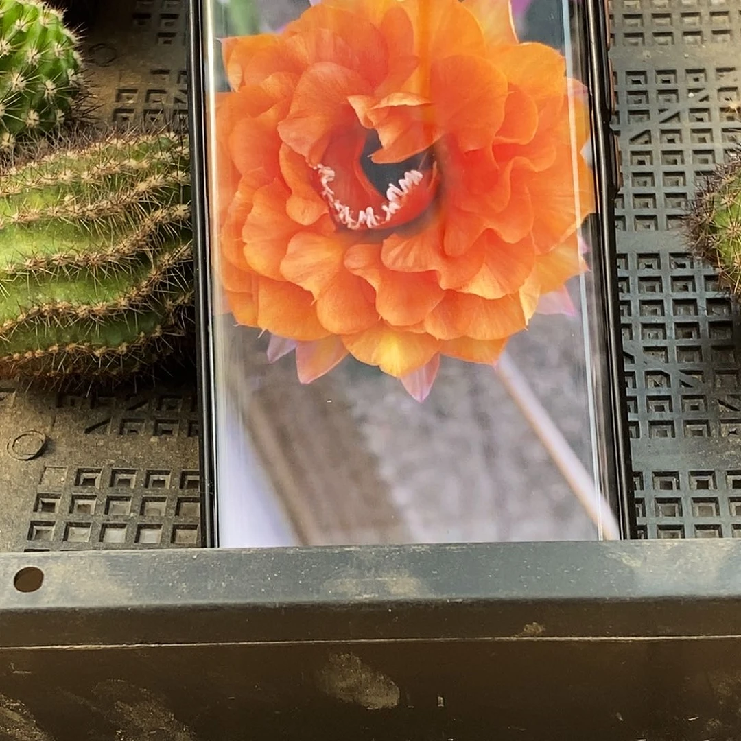 彩 金阁/侧芽歪20包邮/5公分