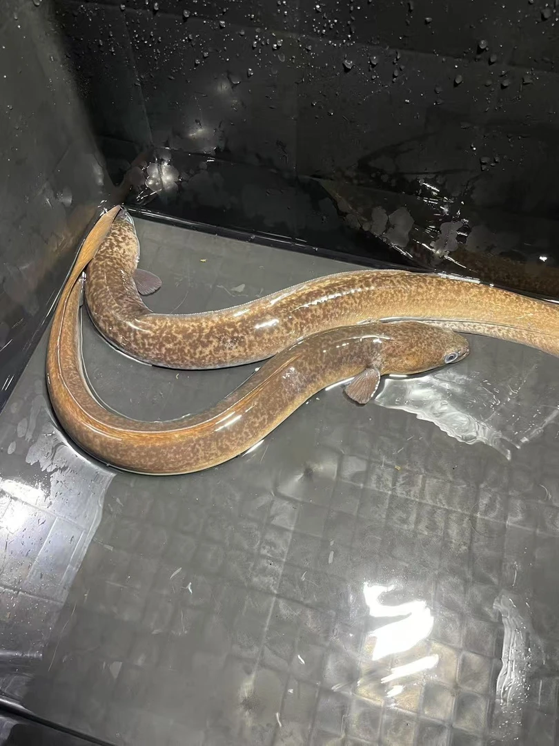 活鱼现称链接----活体发货--现称链接鳗鱼鲜活