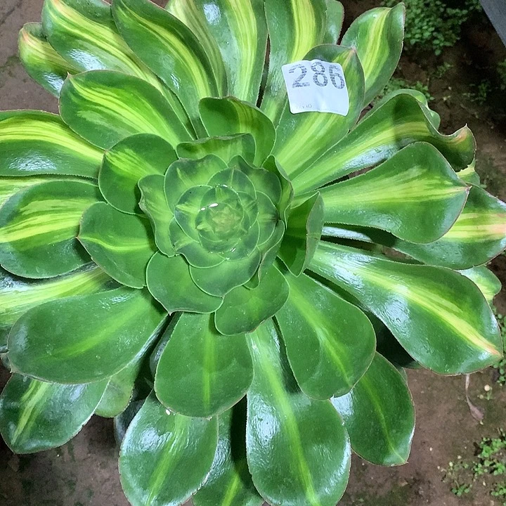 小*阳多头法师法师多肉286