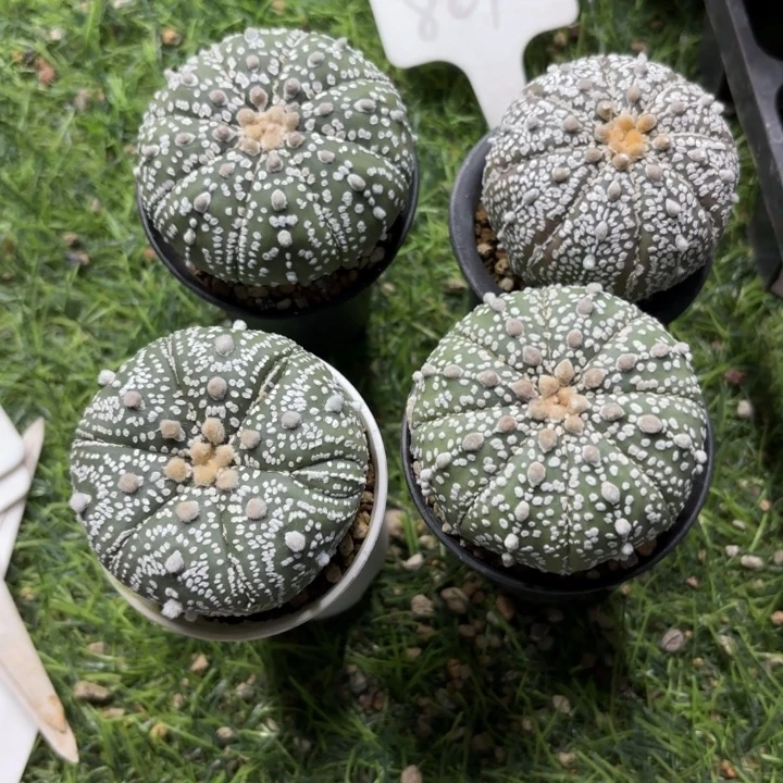 801四个带盆土发货