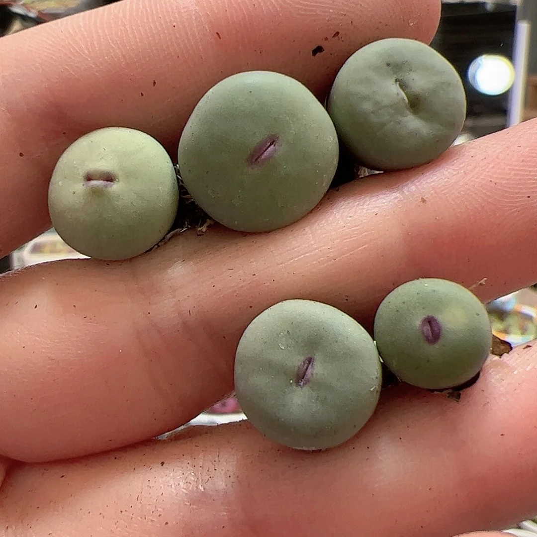 【闪购商品】108 红嘴x5