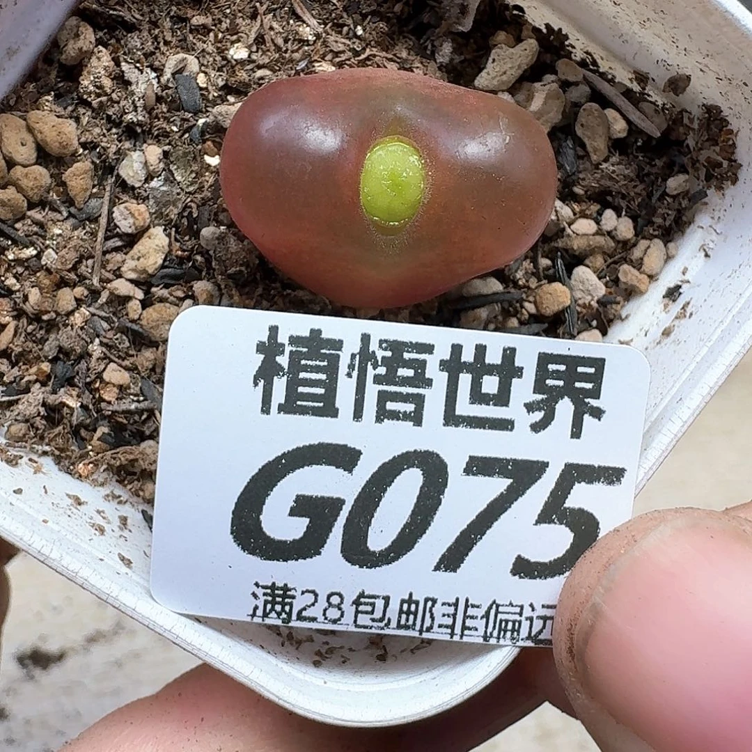 多肉植物的人啊fbbn