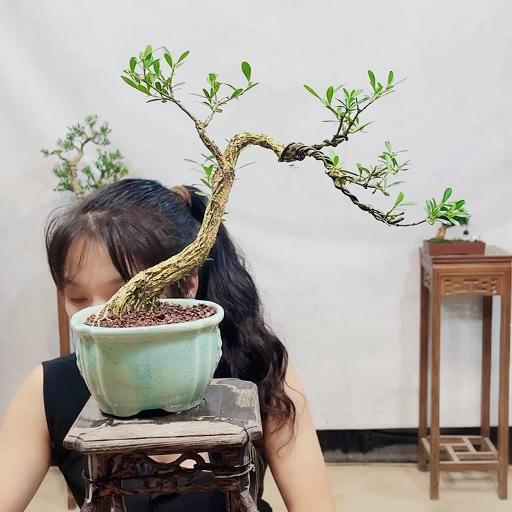 无花朵淮**材皱皮雀舌黄杨盆景
