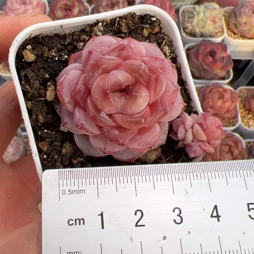 小*453 多肉植物组合