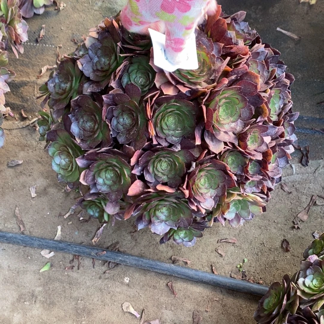 万圣节多肉1颗10028号
