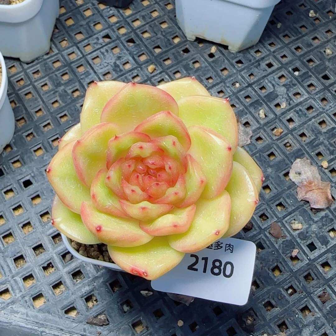 玉芷，2180多肉植物