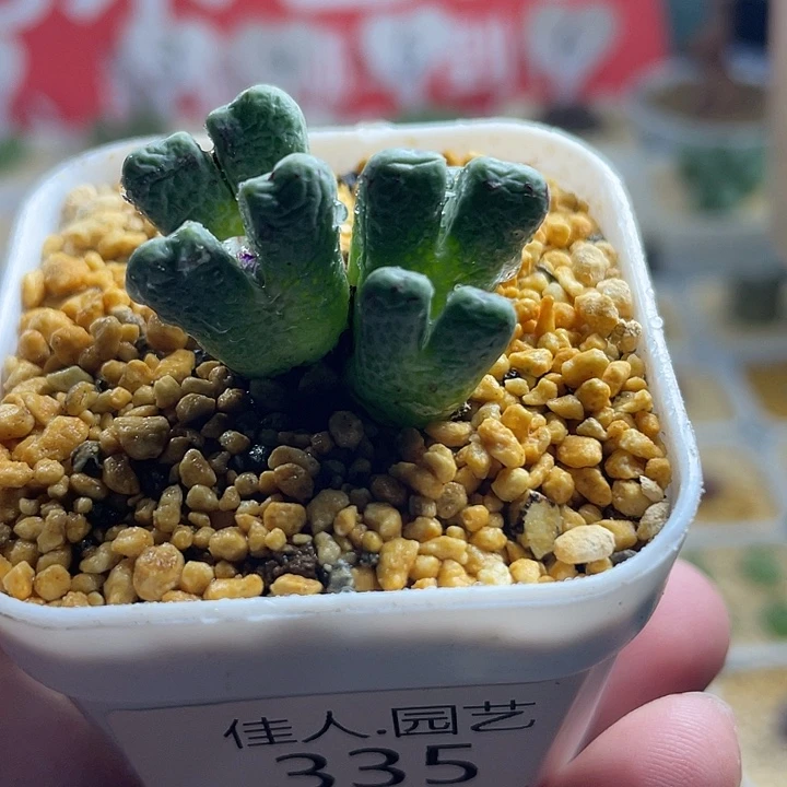 佳人园艺多肉生石花鹿角斑马335