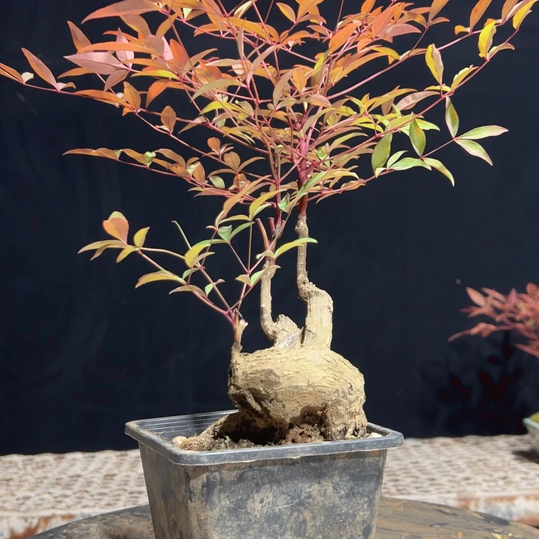 不开花植物Cc cccccccc