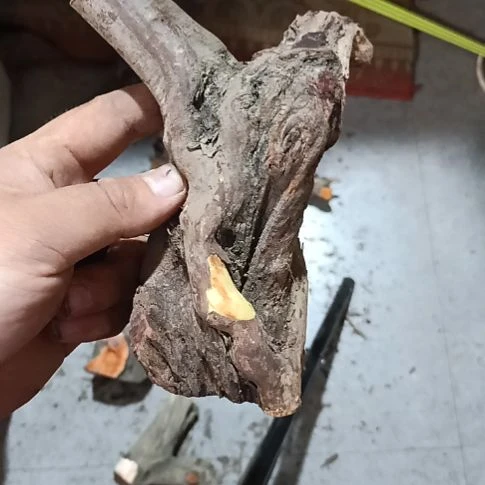 项***鱼大果紫檀（缅甸花梨）