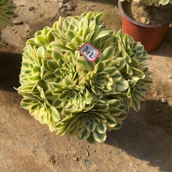 7-12迈巴赫朵朵多肉植物