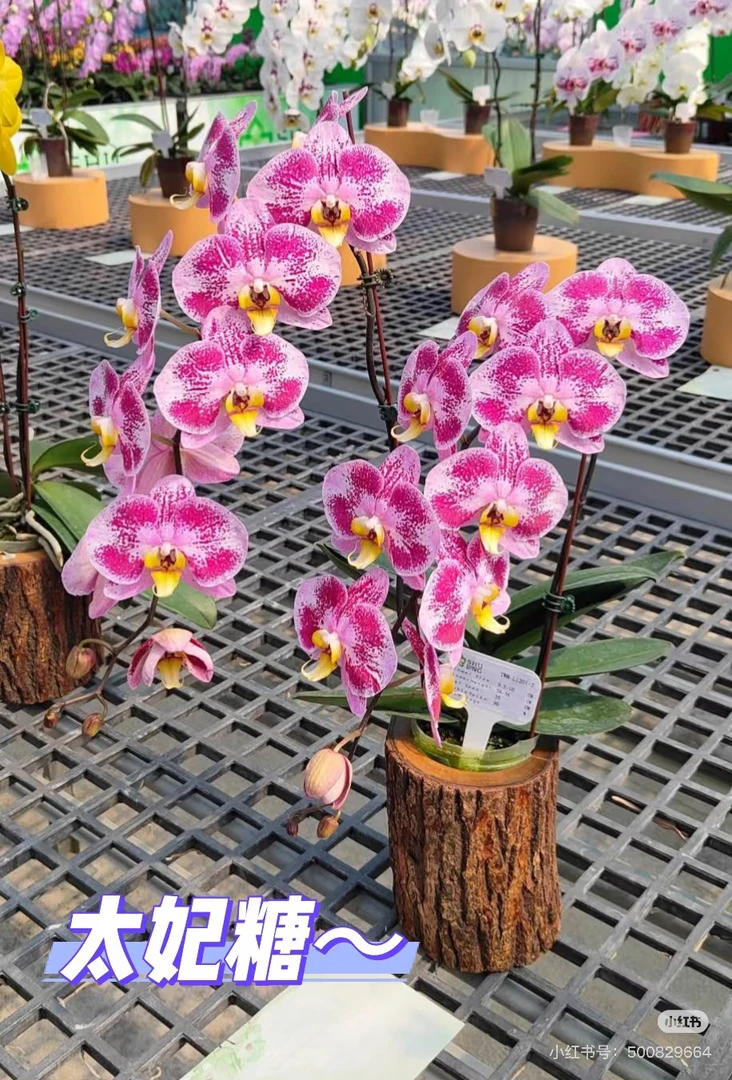 万景花卉 3寸【太妃糖】带花带花苞  后续养护出现消苞不售后