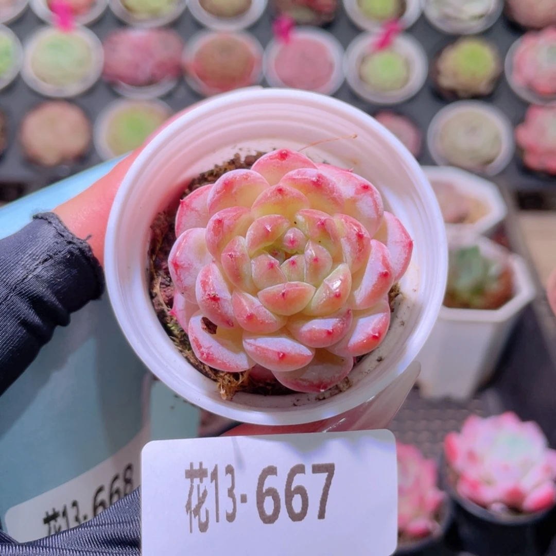 花利美13-667雪颜玉
