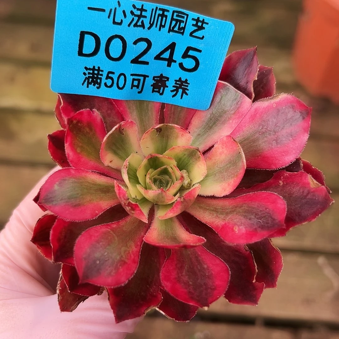 多肉植物多肉植物0245