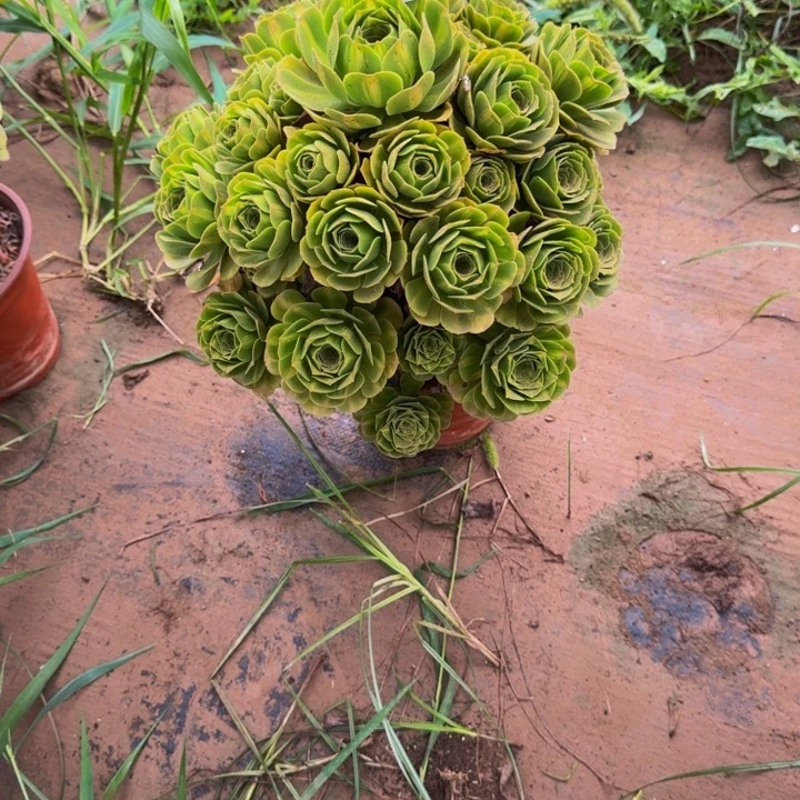 00000000000928夜光杯