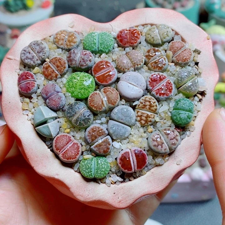 生石花花花花花花花花792