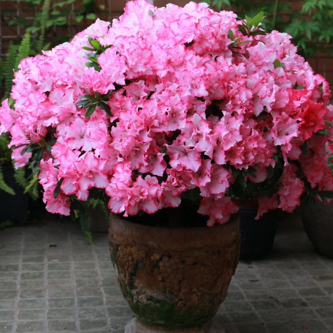 西玛杜鹃花盆栽带苞发货一年四季开花比利时杜鹃花庭院阳台精品花