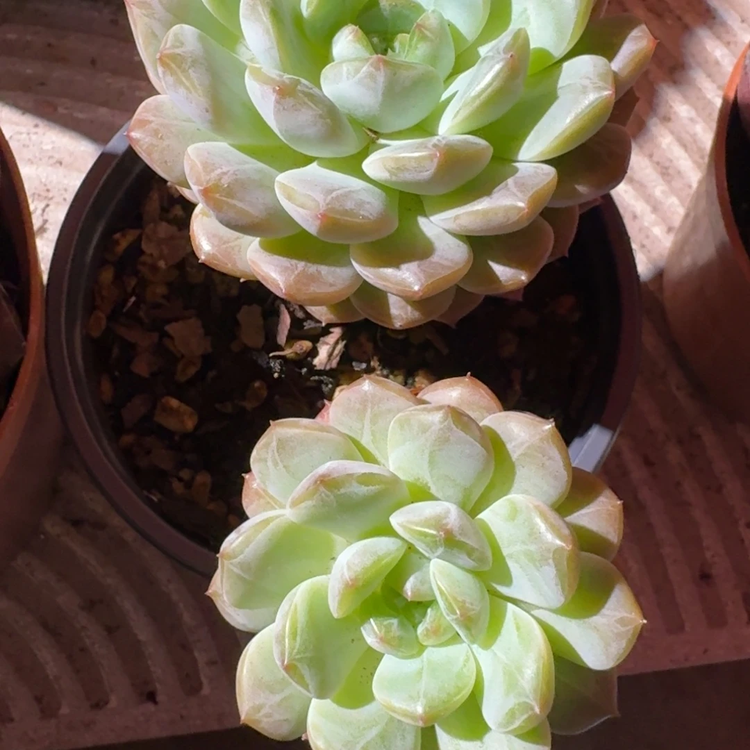 专拍链接多肉精品