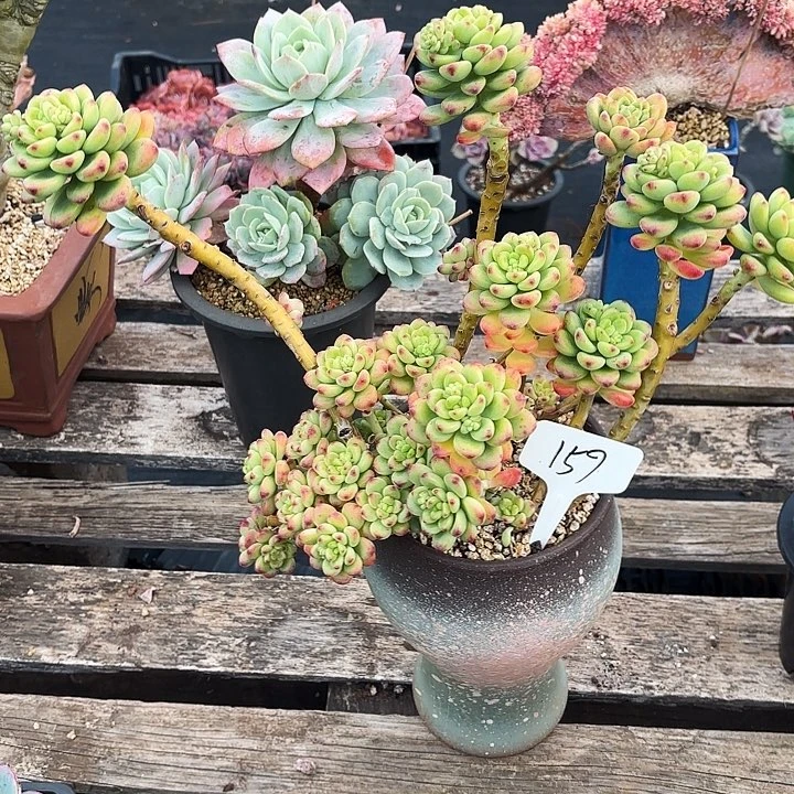 多肉植物，香格里拉159号