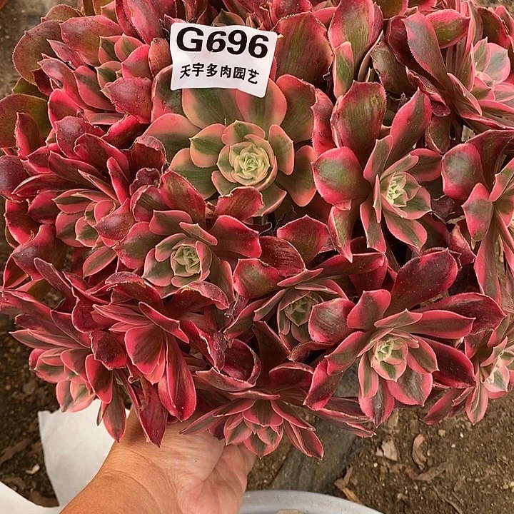 多肉植物女妖696多肉