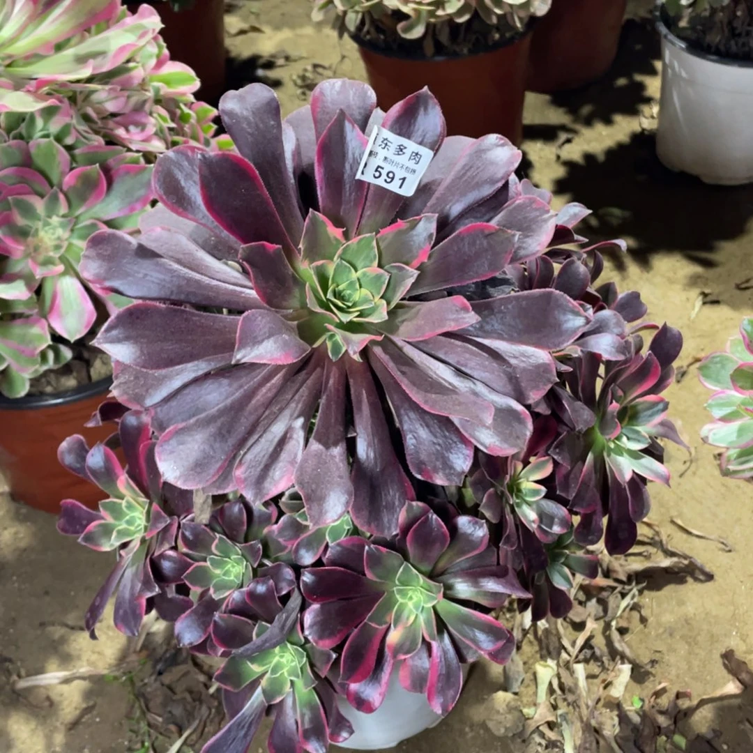 591金丝多肉法师断枝不包