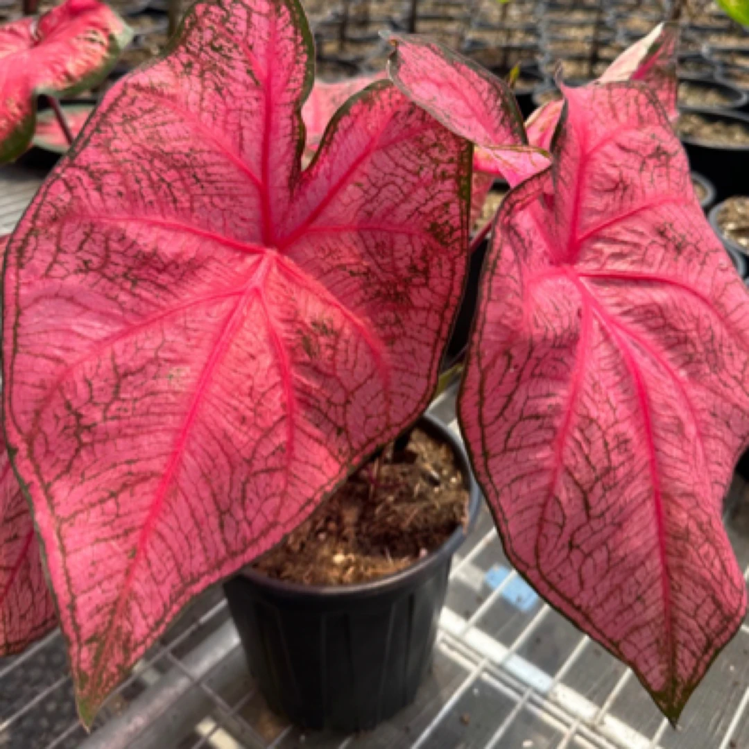 组合盆栽彩叶芋高颜值观叶绿植室内植物高档花卉彩叶芋类植物茉莉