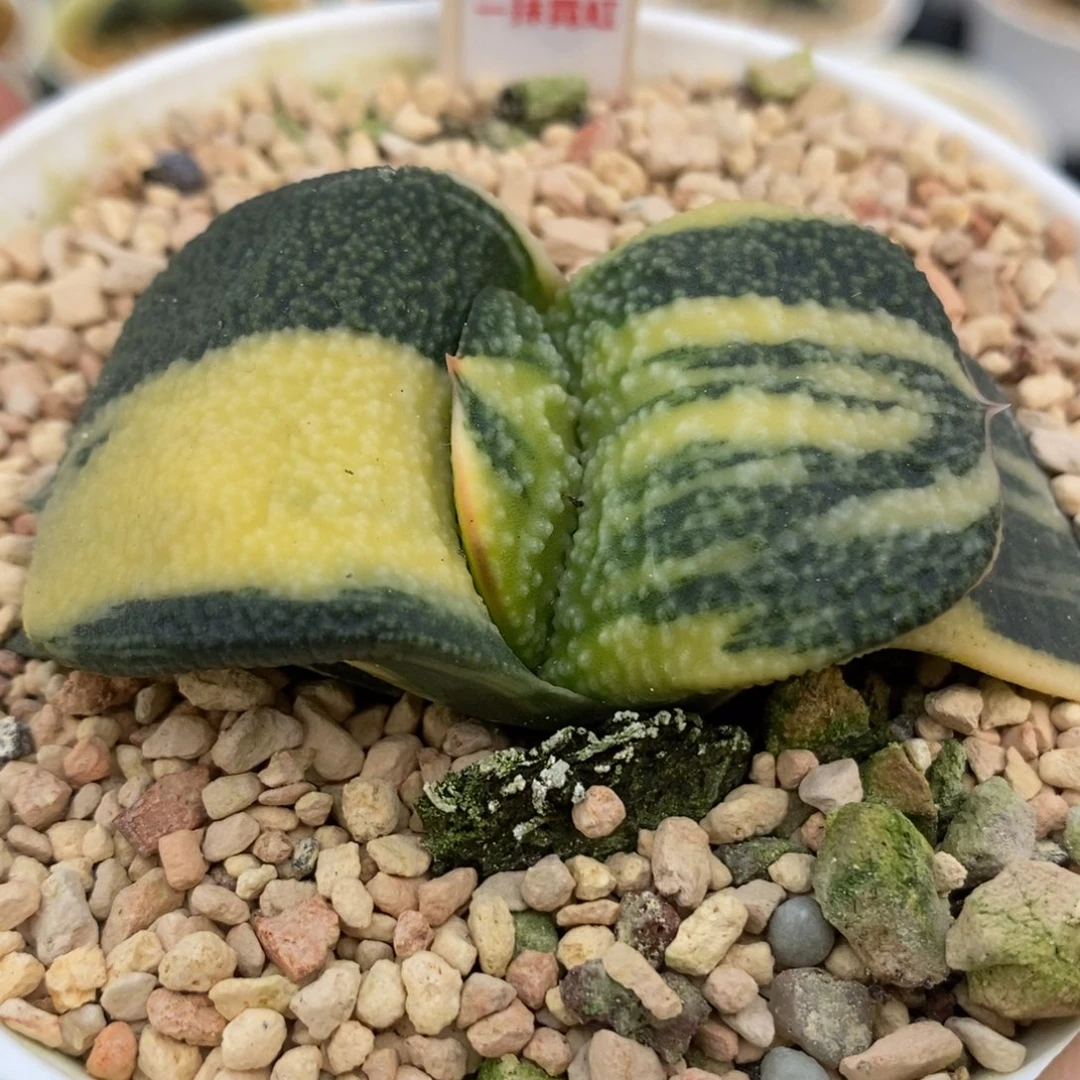 295珍珠卧牛锦一物一拍