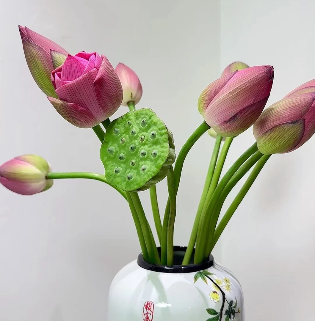 【荷花+莲蓬AK】荷花3枝+莲蓬2枝  | 全场任意满两单升级快递