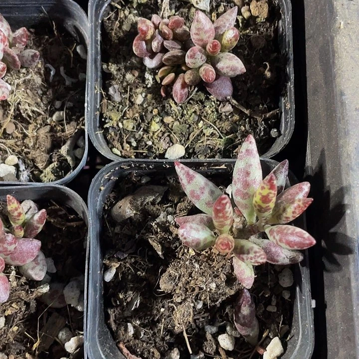 梅花鹿水泡2.8带盆