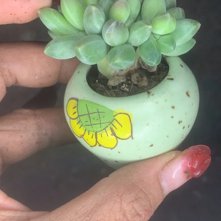 千代田双。（满9.99包邮不满9.99发叶子）